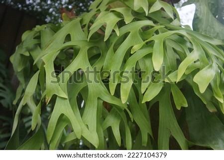 Platycerium coronarium is a species of epiphytic staghorn fern having two types of leaves: large, erect leaves, and spore-bearing leaves that are narrow, pendulous, dichotomous and long lobes. Royalty-Free Stock Photo #2227104379