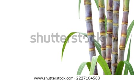 Sugar cane plant isolated on white background. Royalty-Free Stock Photo #2227104583
