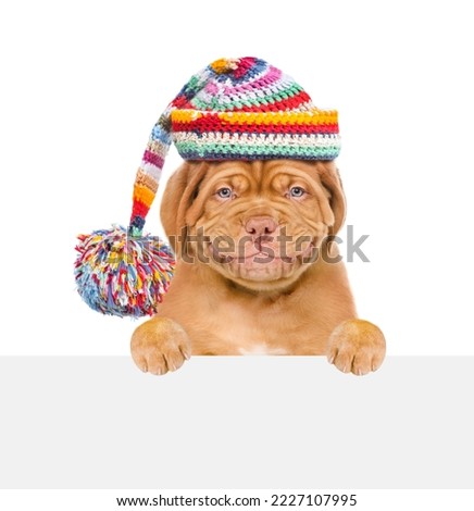 Smiling puppy wearing a warm hat looks above empty white board. isolated on white background