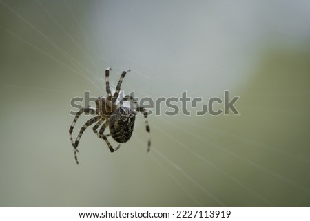 Cross spider in a spider web, lurking for prey. Blurred background. A useful hunter among insects. Arachnid. Animal photo from the wild.