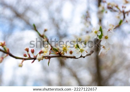 Branch with white cherry flowers. Spring in the garden.