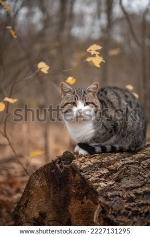 Photo of a beautiful brown cat in the autumn forest.