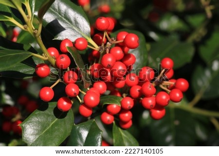 Ilex with red berries in sunny November Royalty-Free Stock Photo #2227140105