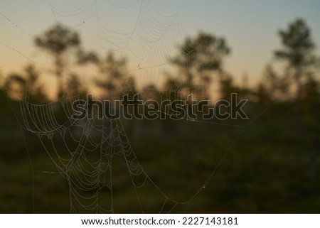 spider web dawn dawn on the swamp. Sunset, warm light and fog. Viru swamp Estonia