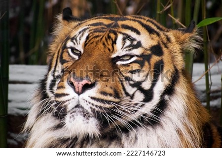 Siberian tiger in winter coat against the background of snow