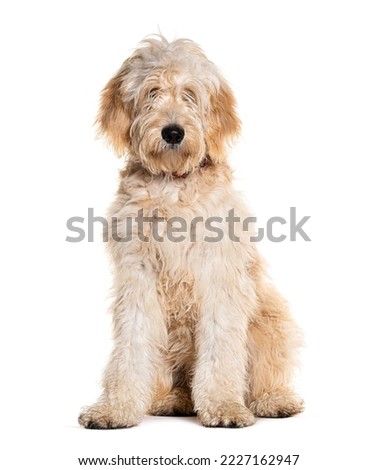 Doodle dog, Mixed breed between a golden Retriever and a poodle, isolated on white Royalty-Free Stock Photo #2227162947
