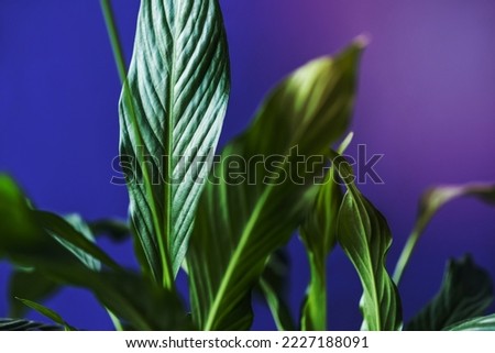 close view green leaves isolated