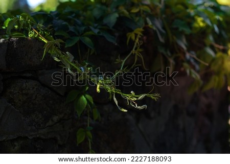 close view green branches wild
