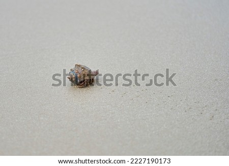 A seashell on a beach.