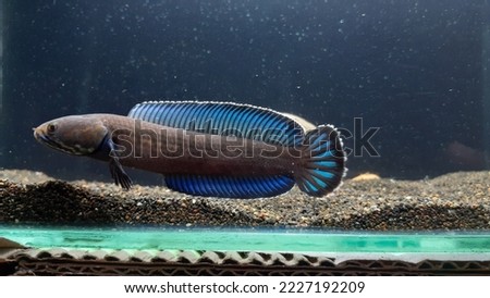 Channa andrao is a species of snakehead fish from the Channidae family.