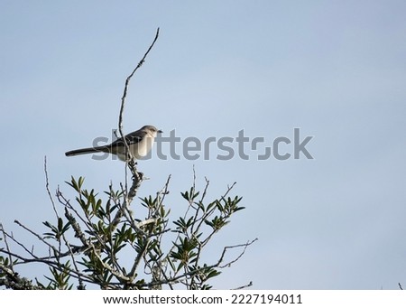                         Northern Mockingbird perched on a treetop looking out over Shelter Cove. Blue skies provide the background.       
