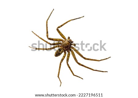 predatory spider isolated on white background with clipping path.