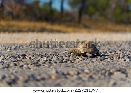 Recently hatched baby turtle crawling across pebbles on beach shore towards green grass and trees. Horizontal close-up outdoor shot. High quality photo