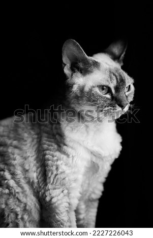 Black and white portrait of a Devon Rex on a black background. Vertical image. Empty space for text.