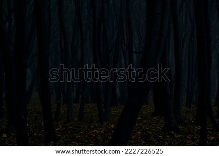 Dark silhouettes trees gloomy autumn forest