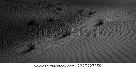 the beauty of the desert, within the dry and arid aread, without rain or water still some grass can sustain to survive, landscape photography in black and white 