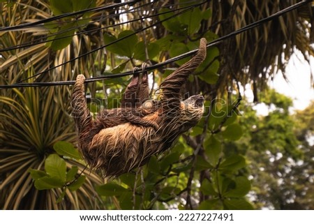 Two adorable sloths, mother carrying her baby, hanging from a cable in the Caribbean of Costa Rica. Sloth breeding. Exotic animals, jungle and tropical climate. Beautiful wild animals.