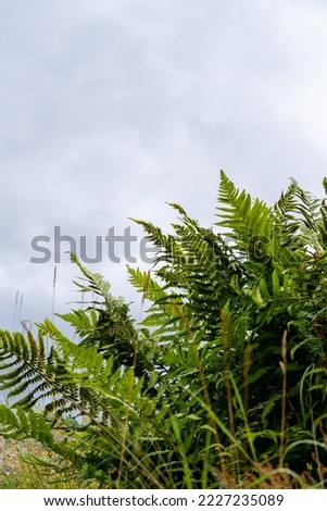 beautiful green ferns on the edge of a meadow where grass grows with flowers behind which there is a beautiful background of dark clouds