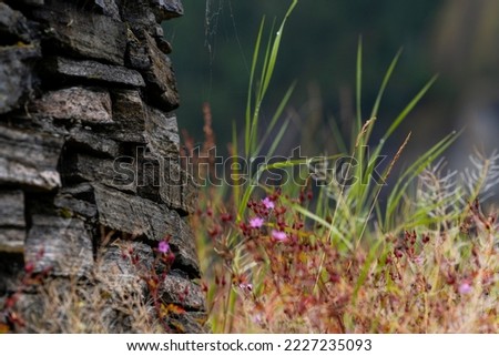a dark gray stone wall next to a green meadow with some small flowers and red sedges