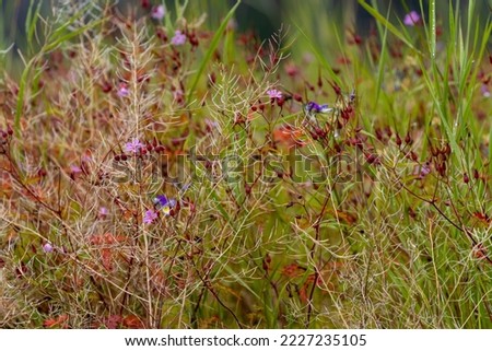a green meadow where some small flowers and red sedges grow
