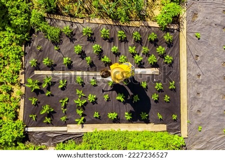 A young girl is standing in the middle of her beautiful green vegetable garden, covered in black garden membrane, view from a drone, from above. Woman gardener is watering the plants with watering can Royalty-Free Stock Photo #2227236527