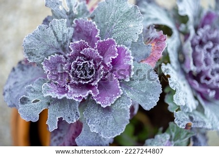 Frozen leaves of decorative cabbage growing in pots outdoors Royalty-Free Stock Photo #2227244807