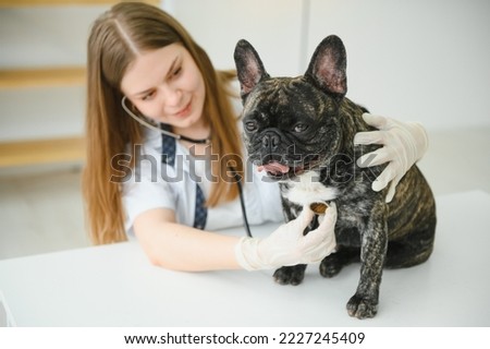 Veterinarian woman examines the dog and pet her. Animal healthcare hospital with professional pet help.