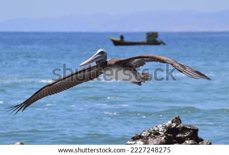 A majestic pelican soaring through the sky with a fishing boat in the background, its wings outstretched in flight