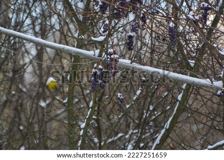 Pictured is a bunch of grapes in winter. 