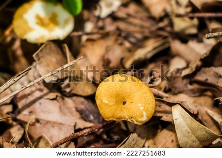 Mushrooms or fungi are organisms that belong to the kingdom Fungi and do not have chlorophyll so they are heterotrophs. Royalty-Free Stock Photo #2227251683
