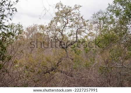 Cute vervet monkey relaxing in tree, Greater Kruger, South Africa