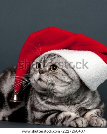 christmas cat new cute picture