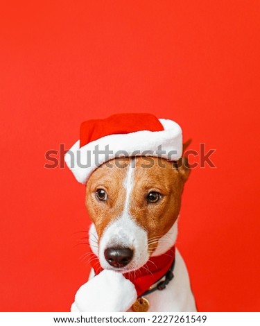 cute dog pictures for christmas