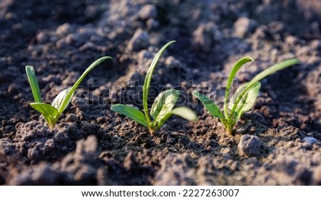 Young spinach sprouts in the garden Royalty-Free Stock Photo #2227263007