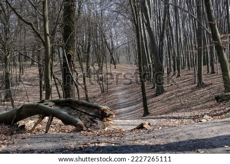 A dried wooden trunk on a walkway in a forest at Holosiivskyi National Nature Park, Holosiivskyi district, Kyiv, Ukraine