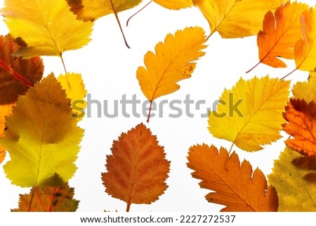 bright autumn leaves on a white, isolated background. colorful postcard on the autumn theme. fading nature close-up. desktop wallpapers. place for text