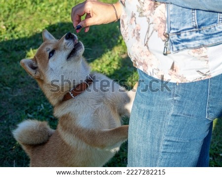 Shiba Inu plays on the dog playground in the park. Cute dog of shiba inu breed walking at nature in summer. walking outside. 