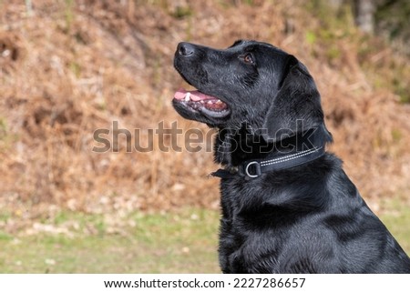 Portrait of a cute black Labrador looking sitting on the ground