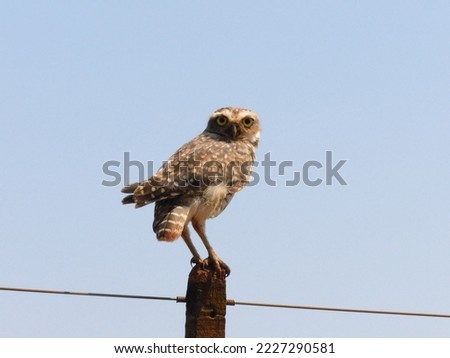 Burrowing owl sitting on a fence pole