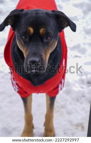 portrait of a dog wearing a red sports jacket dog wearing clothes winter coat snow puppy in snow with floppy ears and snow on her nose posing for picture trained dog smart bread adopted puppy