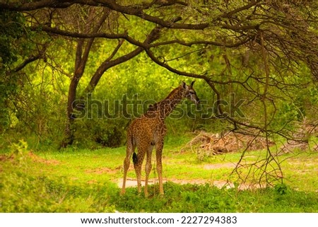 one small wild giraffe stands under a large tree and eats a leaf in national park in Africa