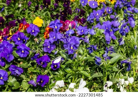 The garden pansy is a type of large-flowered hybrid plant cultivated as a garden flower from several species in the section Melanium of the genus Viola, 
