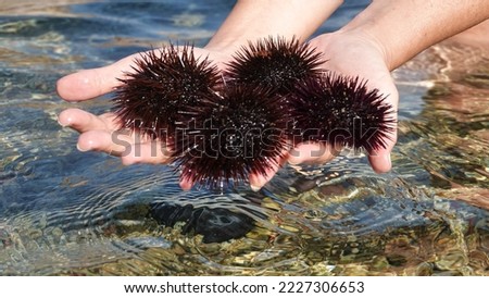 A lot of sea urchins in a woman's hand in the sea Royalty-Free Stock Photo #2227306653