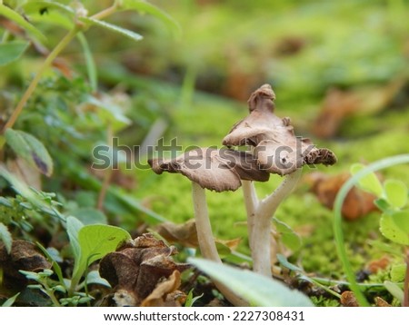 Mushrooms are organisms that belong to the Fungi kingdom and do not have chlorophyll so they are heterotrophic.