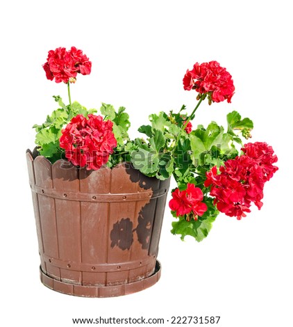 Red Geranium flower in a brown flower pot, close up, white background