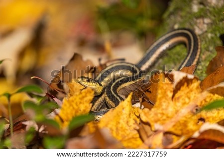  common garter snake (Thamnophis sirtalis) in autumn leaves Royalty-Free Stock Photo #2227317759