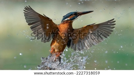 A magnificent kingfisher emerging from the water throws droplets of spray over the water with wide-open wings close-up Royalty-Free Stock Photo #2227318059