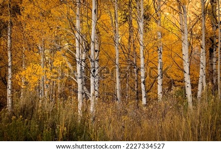 Birch tree forest in autumn. Birch forest in autumn Royalty-Free Stock Photo #2227334527