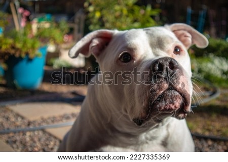 Pictures of an adorable pitbull taken in a lush and beautiful backyard. 