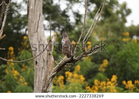 A crested eagle sitting on a branch. Great for background and wallpaper.